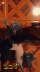 Zica y sus hijitos (gata con sus gatitos)