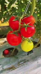 Tomato Unique Harvest Amazing 🍅🍅🥕🥬🥒🌶#short #farming #Vegetables #satisfying