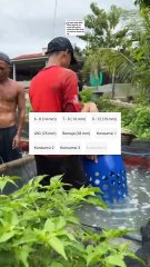 Hanya 2 kali sortir selama budidaya, ini bak sortir yang digunakan