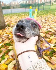 Meet the 22 year old Staffy who might be UK's oldest dog