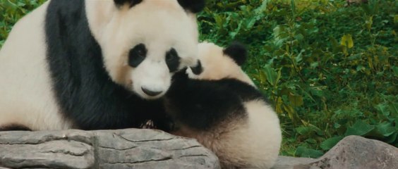 Moon the Panda - Official Teaser