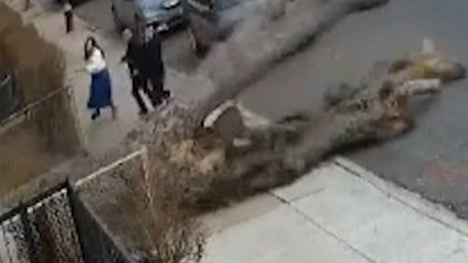 Se libran por segundos de ser aplastados por la caída de un gran árbol en Nueva York