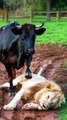 Black cow vs white lion fight for baby _cow _lion _animals _babyanimal _feelings _mothersl)