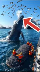 Incredible Whale Rescue: Brave Team Saves a Stranded Giant of the Sea