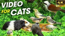 Ultimate Bird Watching for Cats – Mesmerizing Video for Cats to Watch - Bird For Cats To Watch