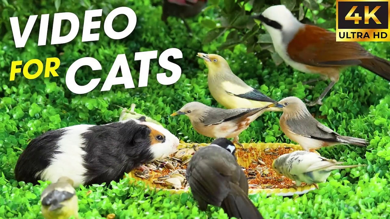 Ultimate Bird Watching for Cats – Mesmerizing Video for Cats to Watch - Bird For Cats To Watch