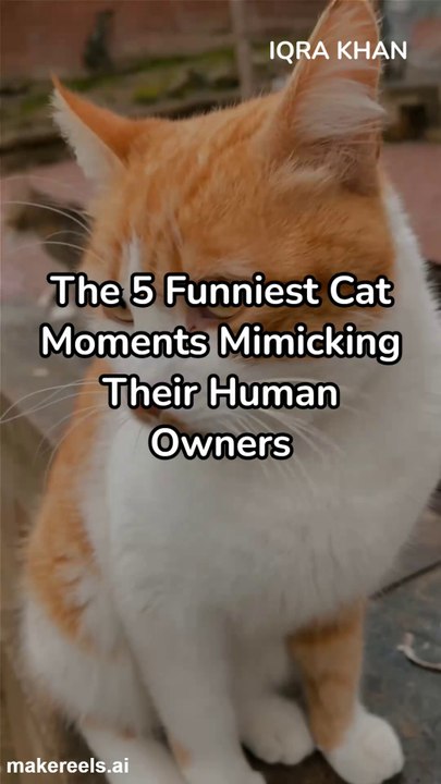 The 5 Funniest Cat Moments Mimicking Their Human Owners#IQRAKHANZADA