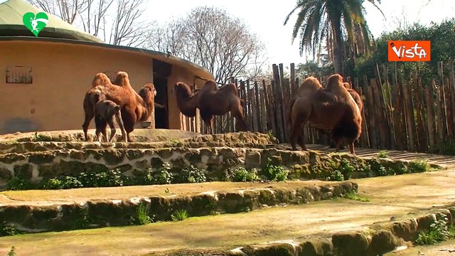 Fiocco azzurro al Bioparco di Roma, ? nato il cammellino Frosy