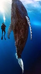 Heroic Rescue: Humans Save Giant Whale from Painful Barnacle Infestation | Heartwarming Wildlife Moment