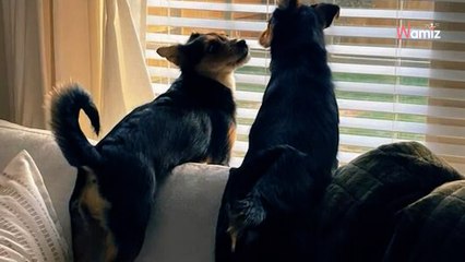 Elle adopte un chiot qui ressemble trait pour trait à son chien : le test ADN révèle la terrible vérité (vidéo)