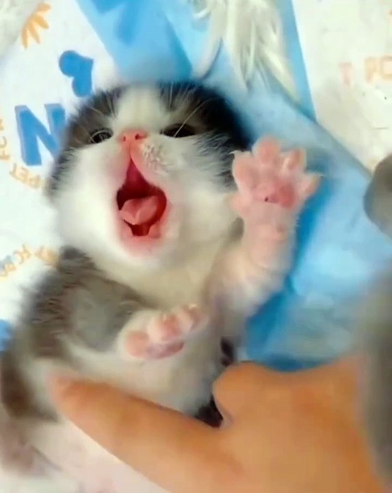 🐾 Welcome to the ultimate CuteCats video that will melt your heart! 🐱 Joi