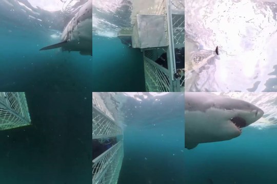 ⚜️❤️PLONGEE EN CAGE AVEC DE GRANDS REQUINS BLANCS❤️⚜️ABONNES-TOI & METS UN COM' STP MERCI⚜️❤️