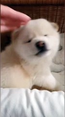 While I'm chilling, I often disrupt the crowd🤣