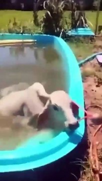 Vaca pula em piscina para se refrescar em dia de temperaturas altas no Sul de SC;