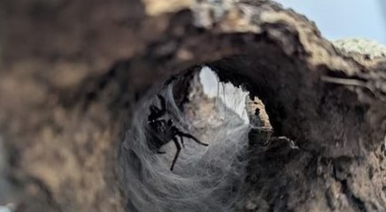 Kargodan dünyanın en korkunç yaratığı çıktı! Tek ısırığı yetiyor