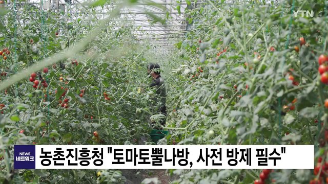[녹색] 농진청 토마토뿔나방, 사전 방제 필수 / YTN