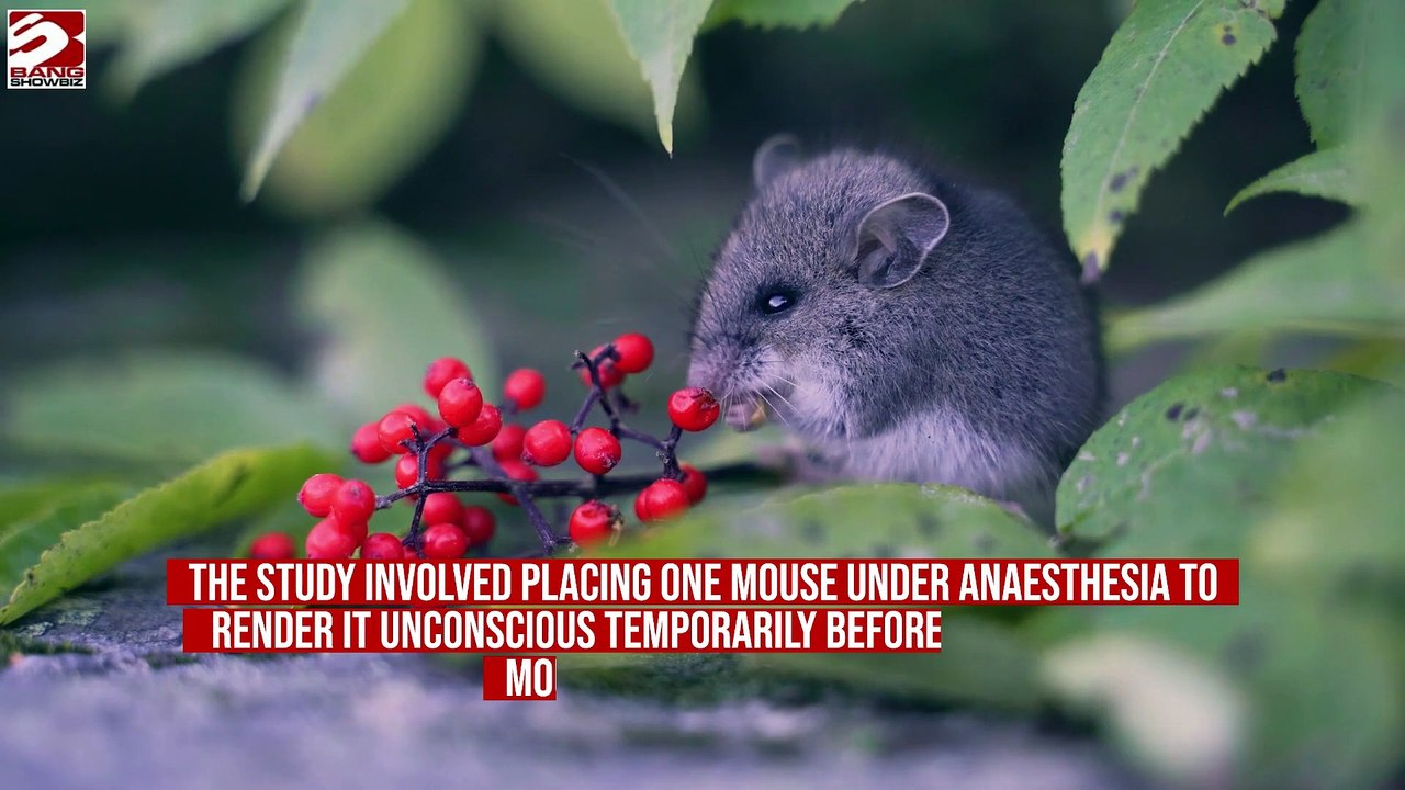 Mice perform first aid on unconscious companions