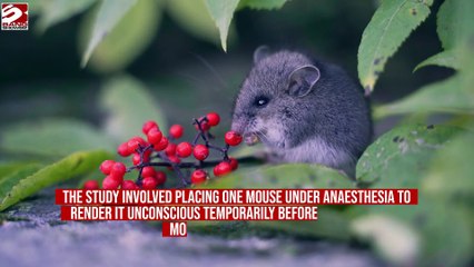 Mice perform first aid on unconscious companions