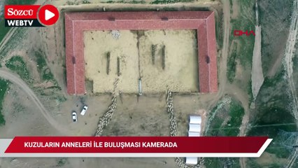 Kuzuların anneleri ile buluşması dron kamerasında
