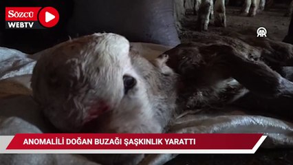 Anomalili doğan buzağı şaşkınlığa neden oldu
