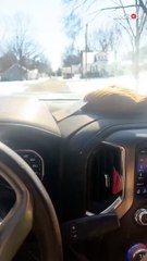 Man surprises his wife with a new puppy as a belated Valentine's Day gift