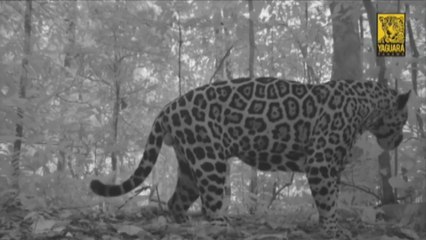 El jaguar en Panamá: su importancia y los desafíos para su conservación