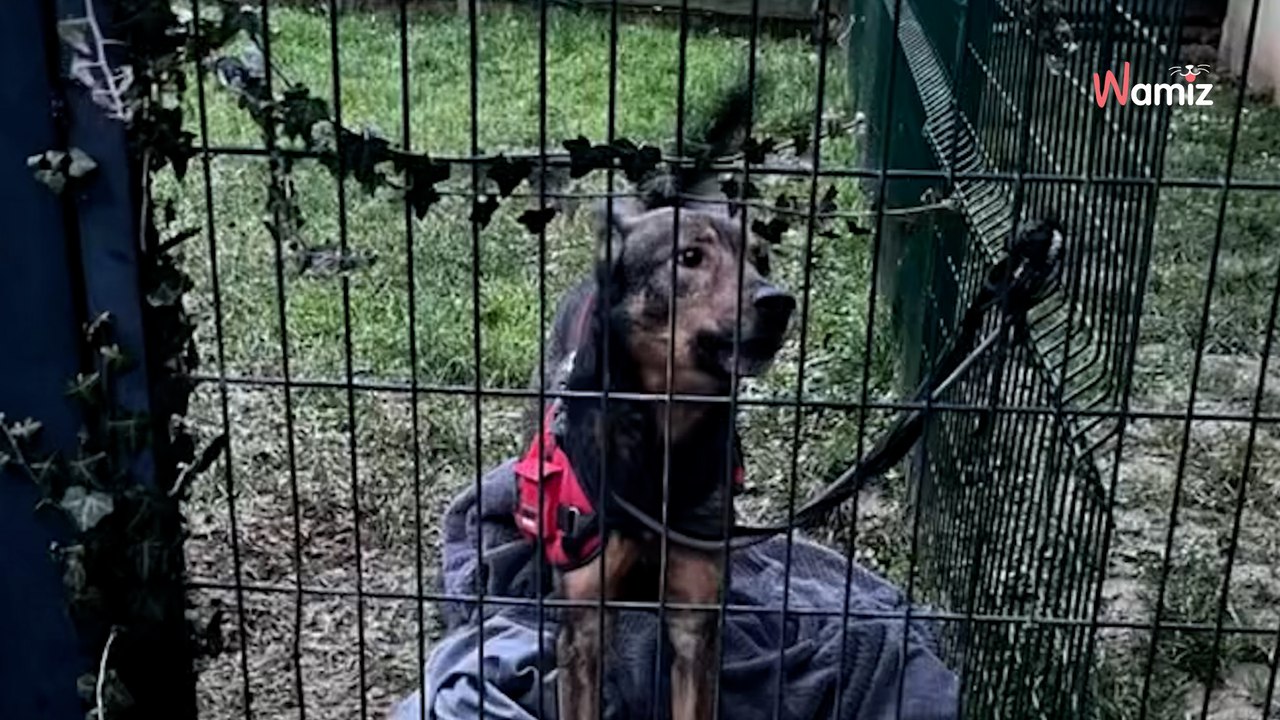 Shelter staff start their day in tears after discovering this dog tied up