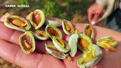 Zirai don, çağlaları vurdu