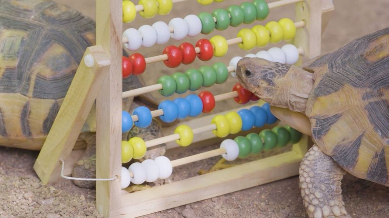 Inventur im Tiergarten Schönbrunn 6.043 Tiere aus 518 Arten und Haustierrassen