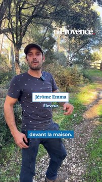 Des loups dévoreraient les bêtes de ces éleveurs à Pélissanne