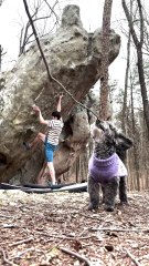 Dog Chews on Branch in Front of Camera While Owner Climbs Rock