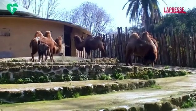 Roma, al Bioparco ? nato Frosy: il cucciolo di cammello battriano