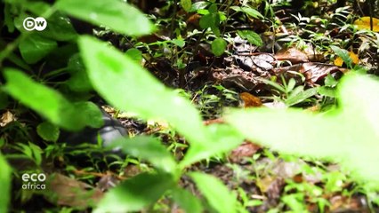 Kenya's indigenous weather forecasters