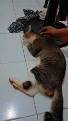 Boba kucing suka mainan