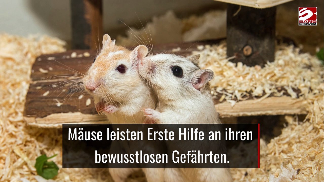 Mäuse leisten Erste Hilfe an ihren bewusstlosen Gefährten.