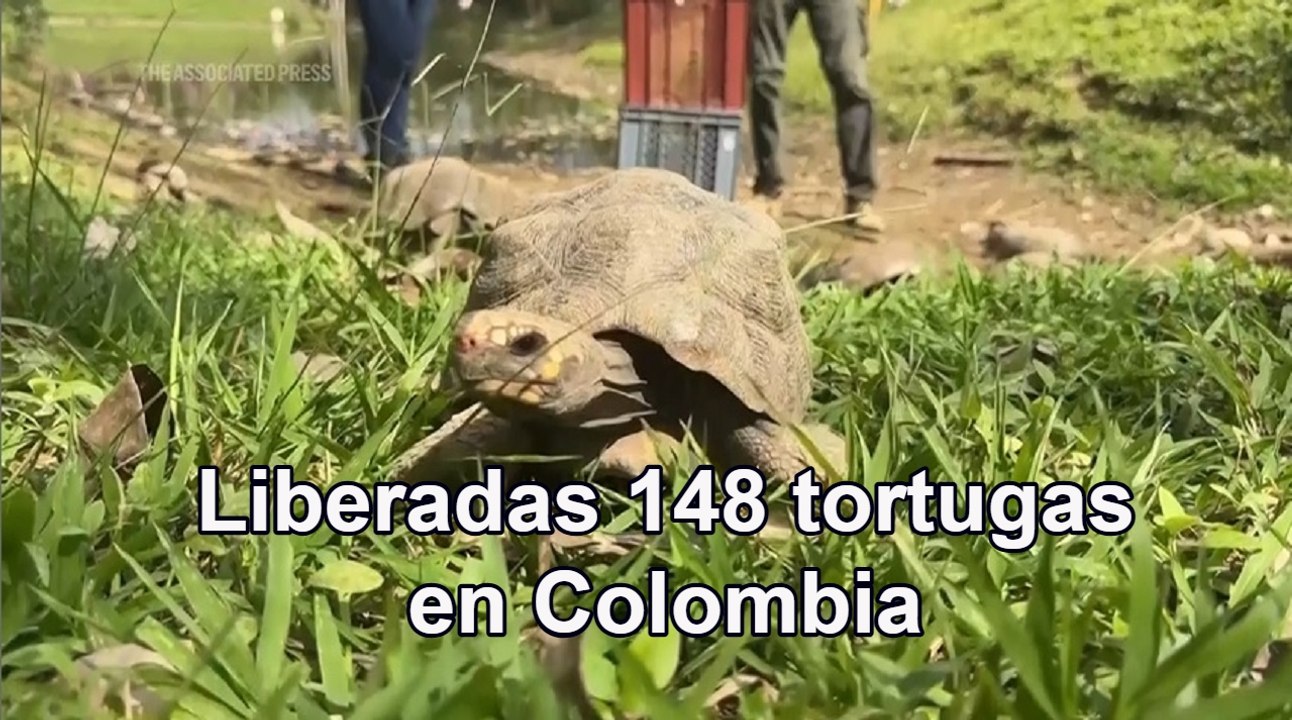 Liberan a 148 tortugas en su hábitat natural en Colombia
