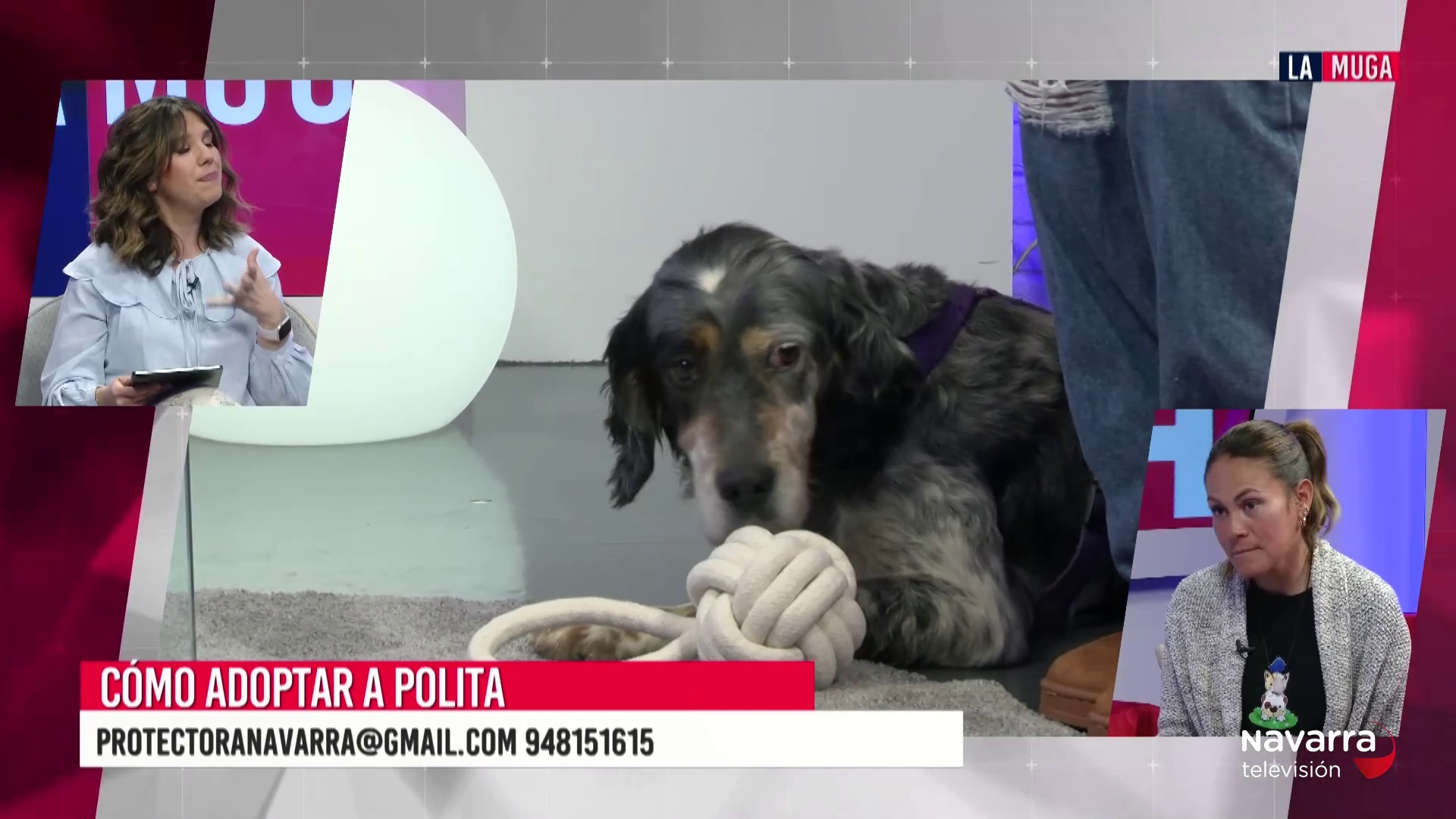 Adoptamos a Polita, una perrita muy tranquila y cariñosa, está en la protectora de Mutilva
