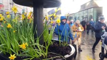 Marie Curie Cymru launches Great Daffodil Appeal