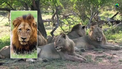 Mapogo சிங்கங்களின் வீழ்ச்சி | Part-2 | Mapogo lions coalition | Mr.T | Tamil | BioWorld | BW