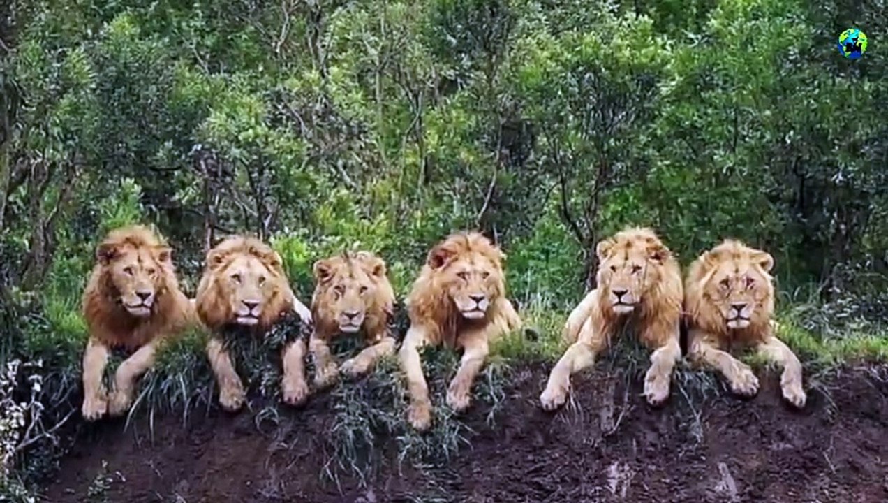Mapogo_சிங்கங்களின்_வீழ்ச்சி___Part-2___Mapogo_lions_coalition___Mr.T___Tamil___BioWorld___BW(480p)