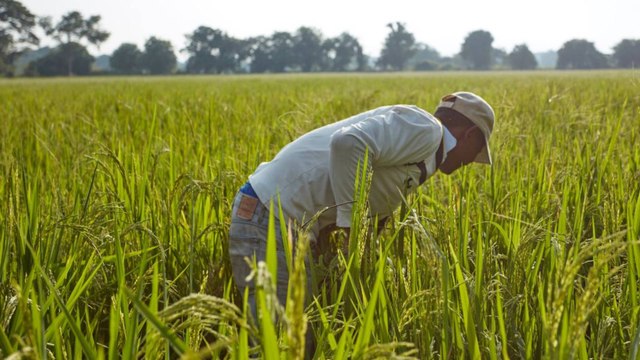 ¿Por qué están protestando los arroceros? Estos son los motivos detrás de los bloqueos