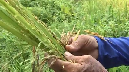 "Estoy perdiendo mi única cosecha": el drama de un pequeño arrocero en medio del paro en Tolima