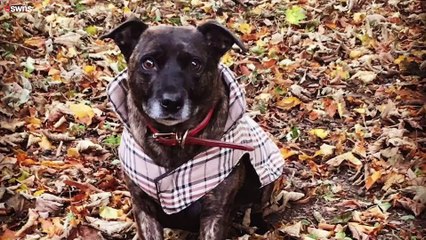 My dog is 22 years old and could be Britain's oldest pooch