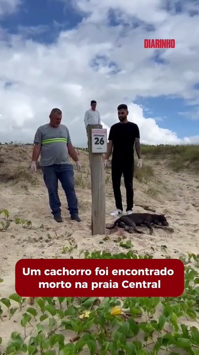 Pitbull morreu torturado e amarrado a poste