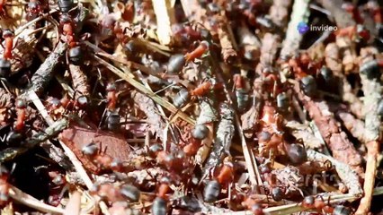 How an ant lives its life / Ant Life