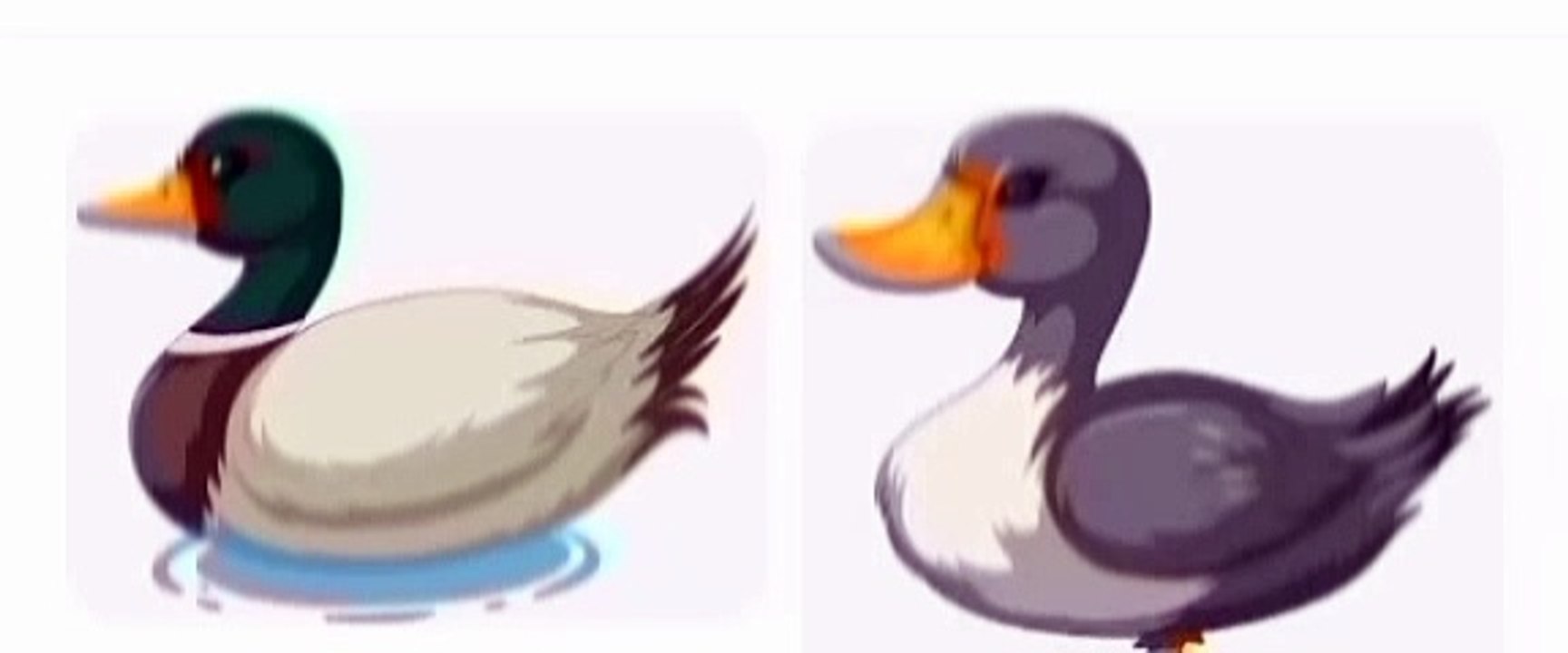2 cute ducks