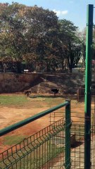 Zoológico "Animaya" en Mérida, Yucatán, México.