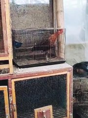 Bocil Gacor Viral Video 🎶