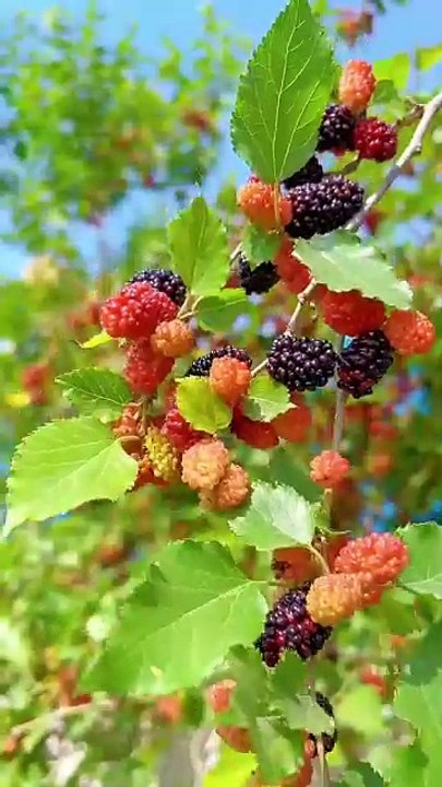 ,,,,,,,,,,Much fruits with trees,,,,,,,,,