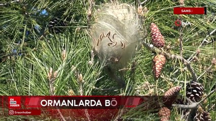 Samsun'da çam ormanlarında ‘çam kese böceği' tehlikesi